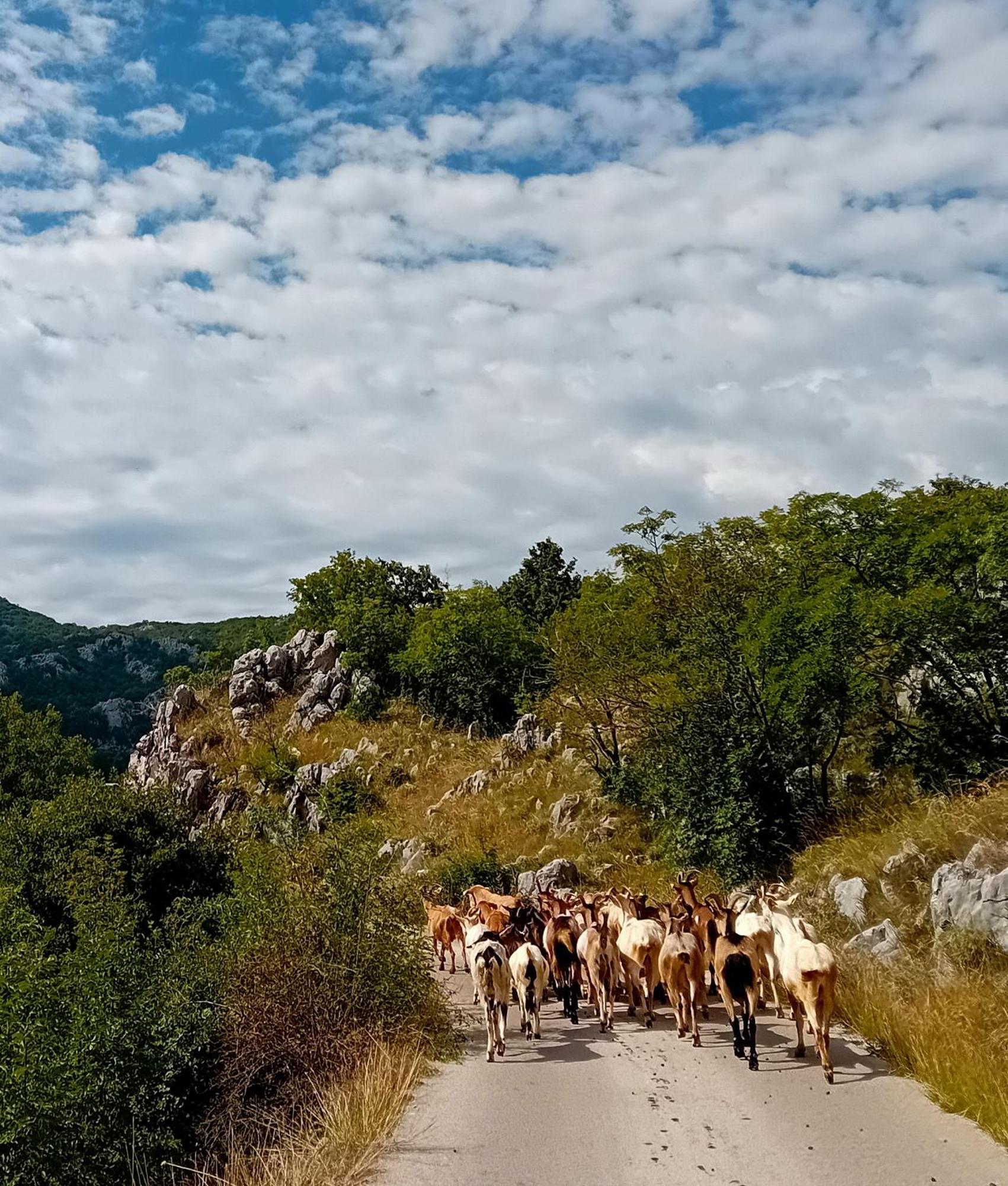 Konak Ugnji-Village Cetinje Exteriér fotografie