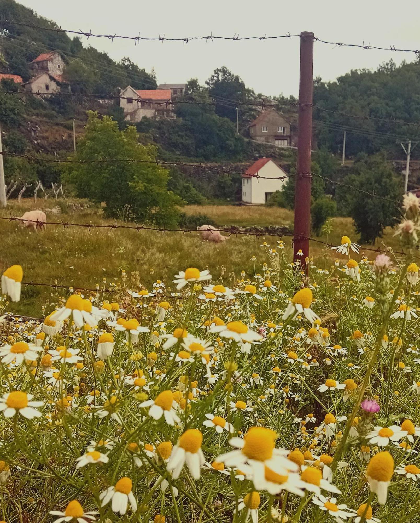 Konak Ugnji-Village Cetinje Exteriér fotografie