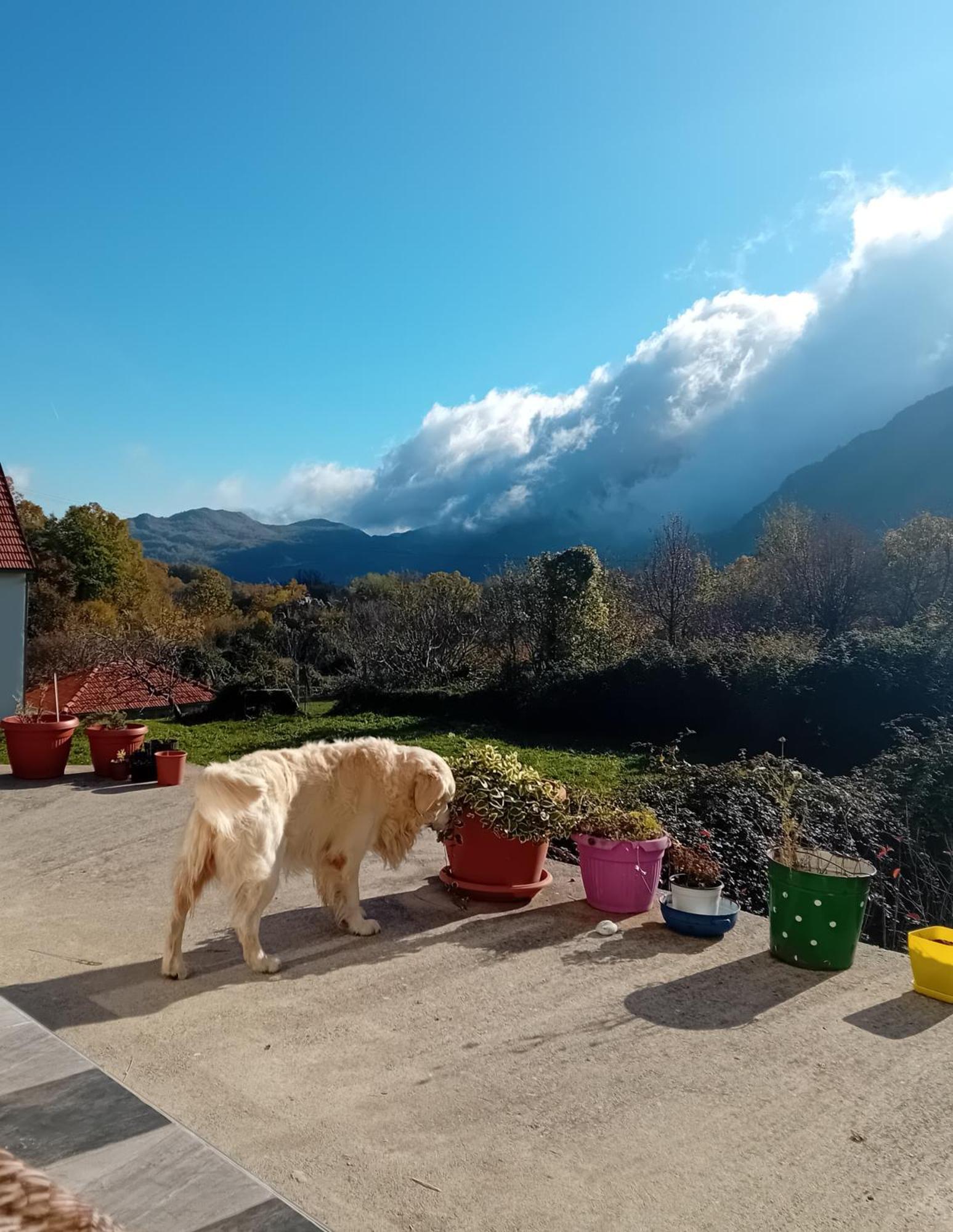 Konak Ugnji-Village Cetinje Exteriér fotografie